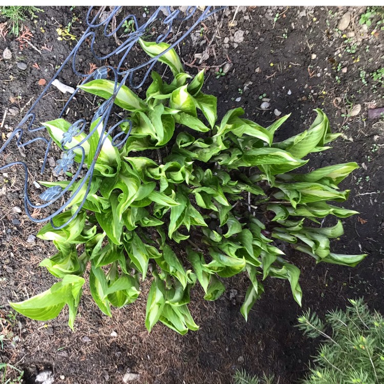 plant image 1477352