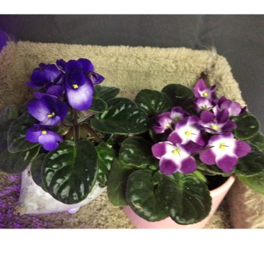 Streptocarpus sect. Saintpaulia  syn. Saintpaulia