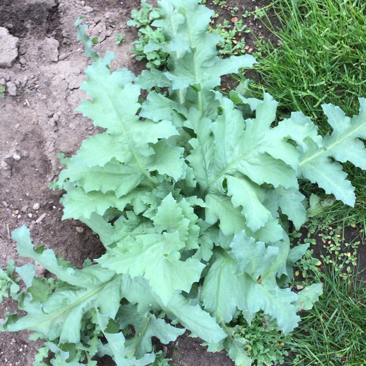 plant image 1482205
