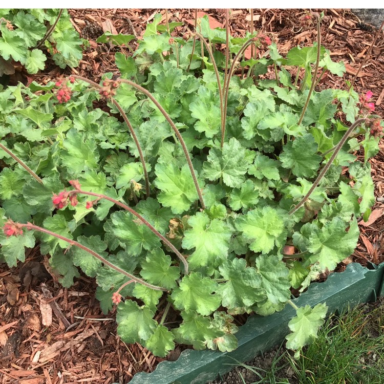 plant image 1482228 plant image 1482228