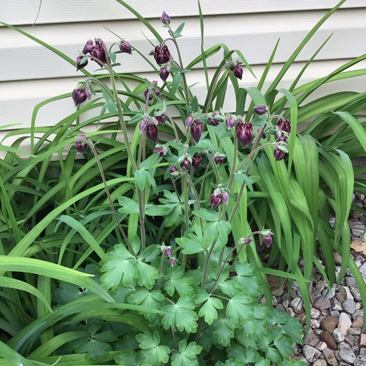 plant image 1482756 plant image 1482756