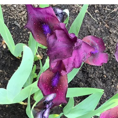 Iris x germanica 'Cherry Garden'