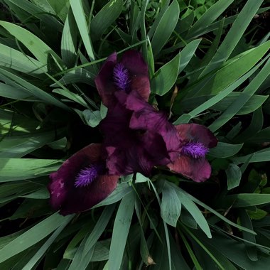 Iris x germanica 'Cherry Garden'
