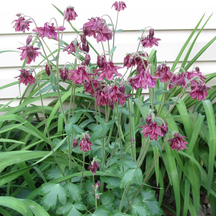 plant image 1485167 plant image 1485167