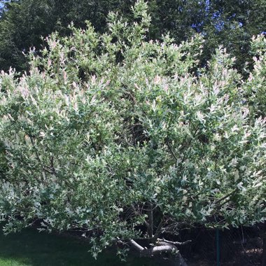 Salix integra 'Hakuro-nishiki' syn. Salix integra 'Nishiki Flamingo'