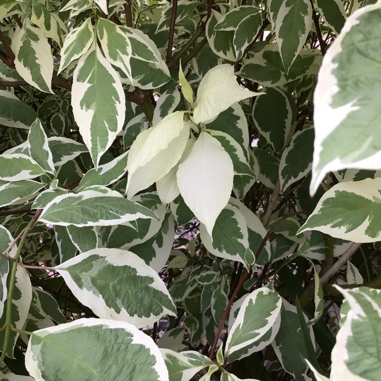 Plant image Cornus alba 'Sibirica Variegata'