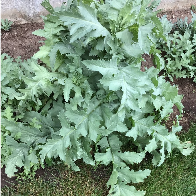 plant image 1492296