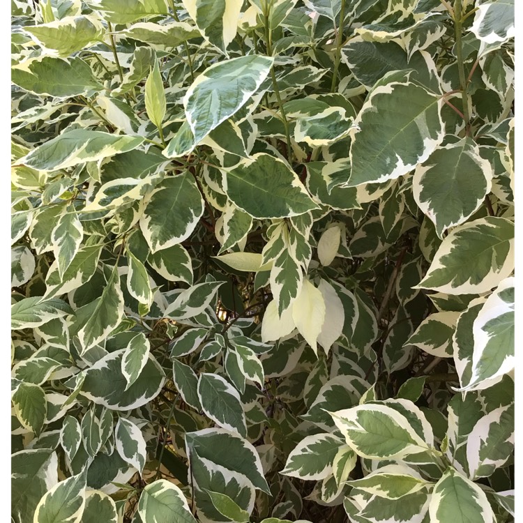 Plant image Cornus alba 'Sibirica Variegata'