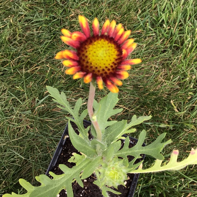 plant image 1495585 plant image 1495585