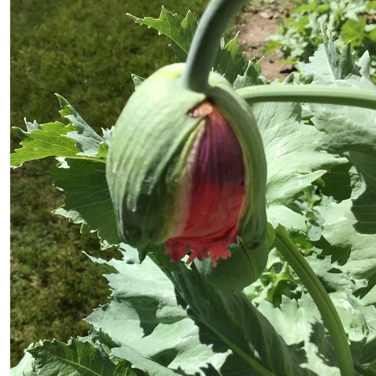 plant image 1495974
