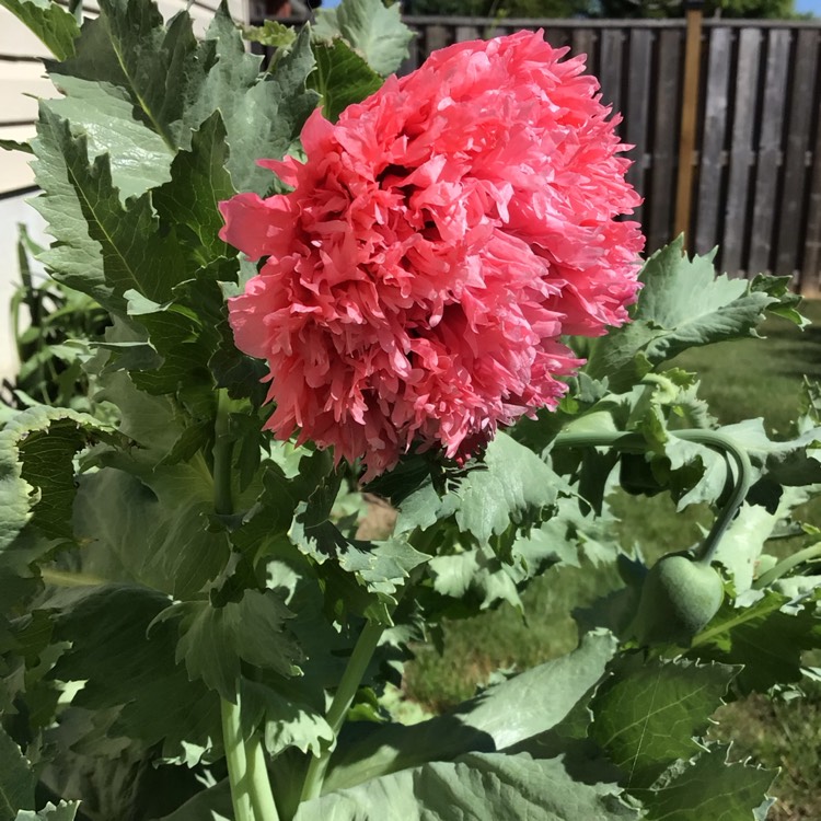 plant image 1496526