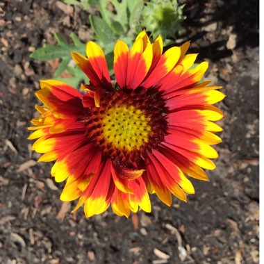 Gaillardia x grandiflora 'Arizona Sun' syn. Gaillardia 'Arizona Sun'