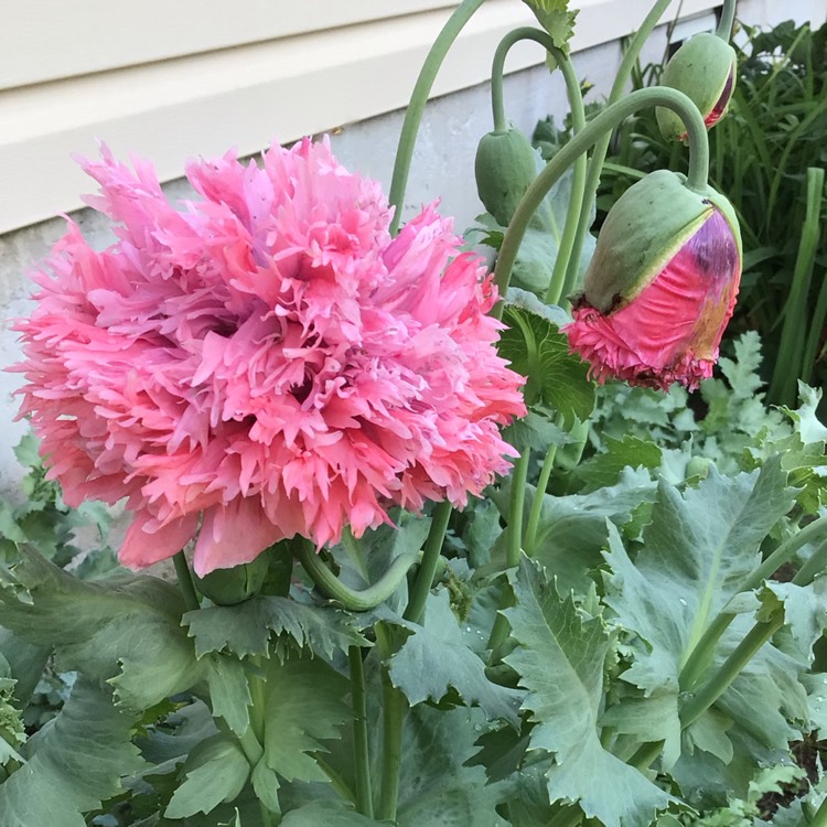 plant image 1497735