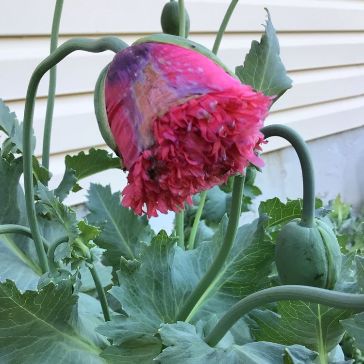 plant image 1498453