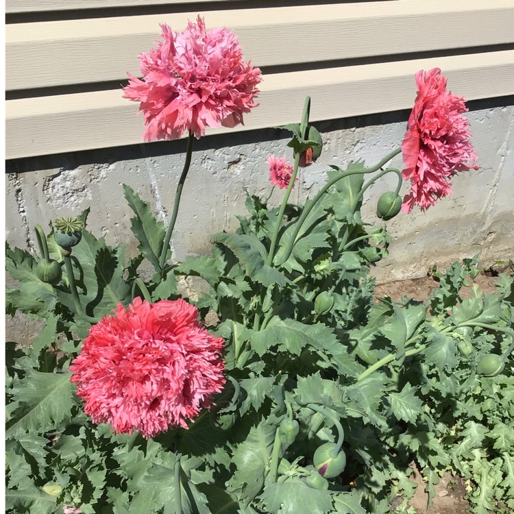 plant image 1498869