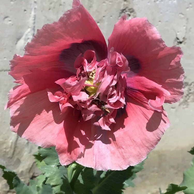 plant image 1498870
