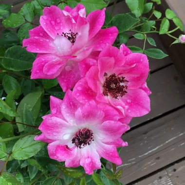 Rosa 'Probril' syn. Rosa 'Brilliant Pink Iceberg'