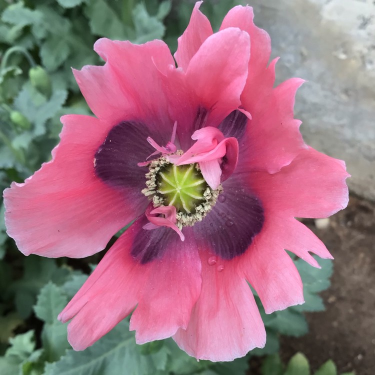 plant image 1499234