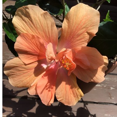 Hibiscus rosa-sinensis