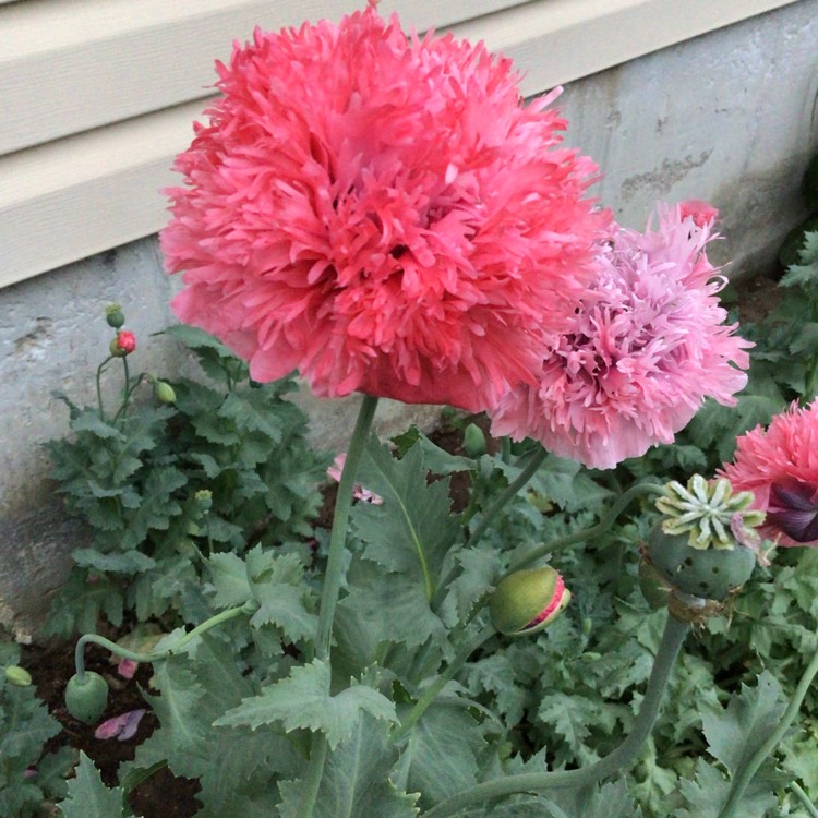 plant image 1500768