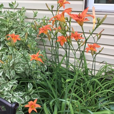 Hemerocallis fulva