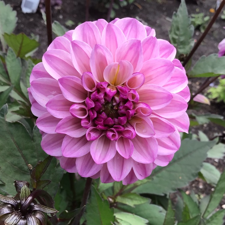 plant image 1502499 plant image 1502499