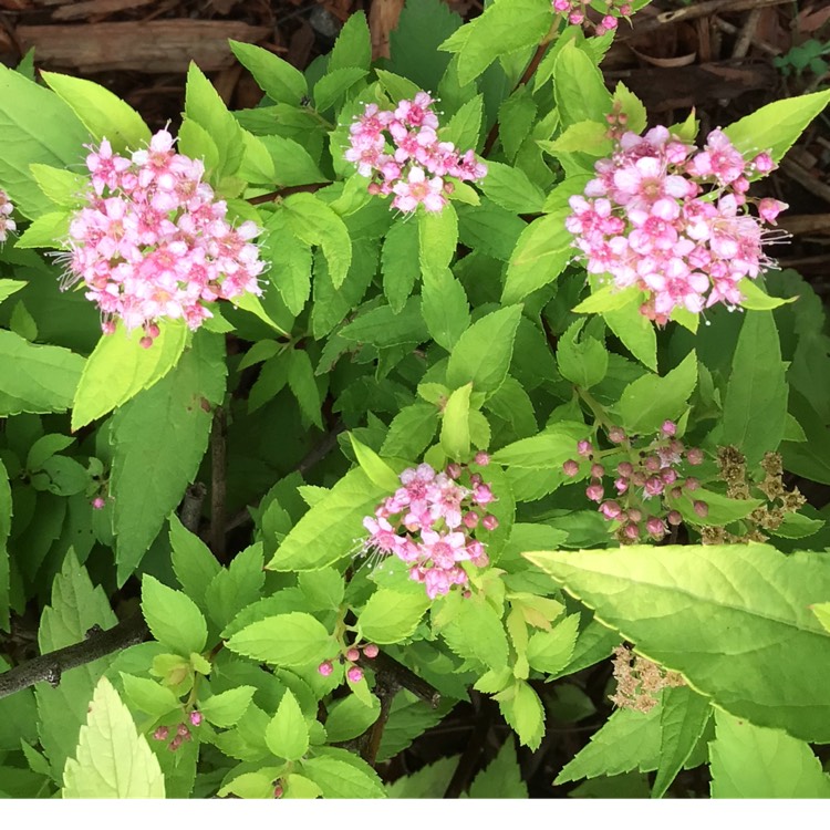 plant image 1503382 plant image 1503382