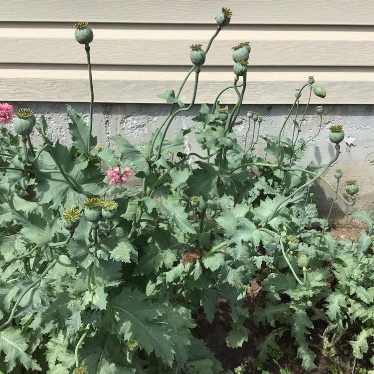 plant image 1504329