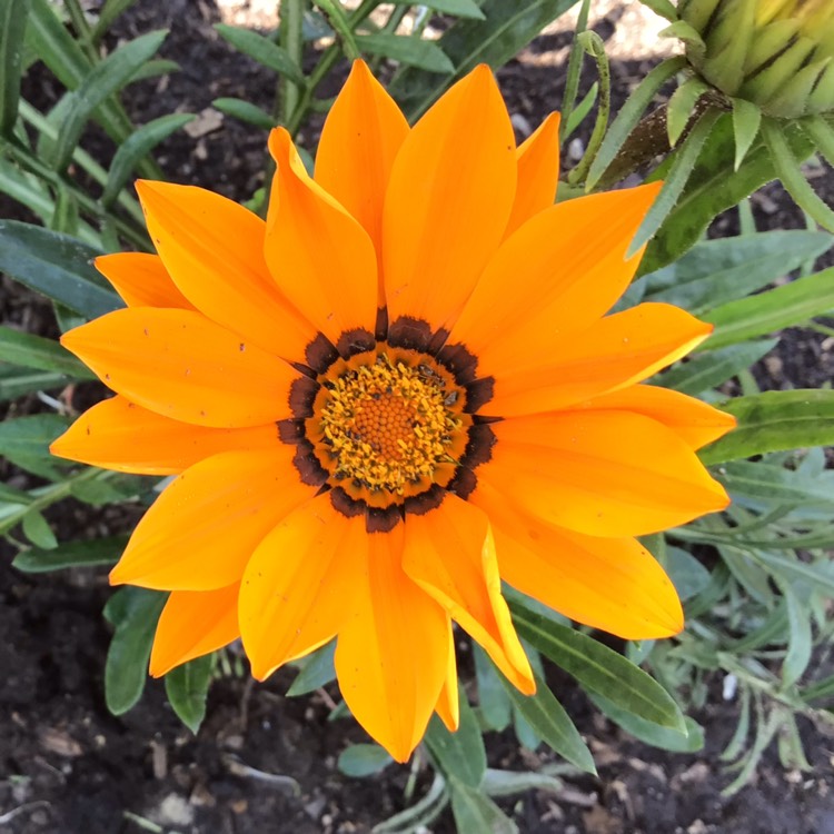plant image 1504841 plant image 1504841