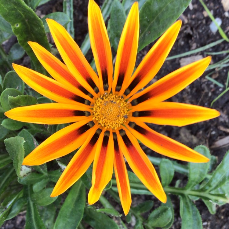 plant image 1504844