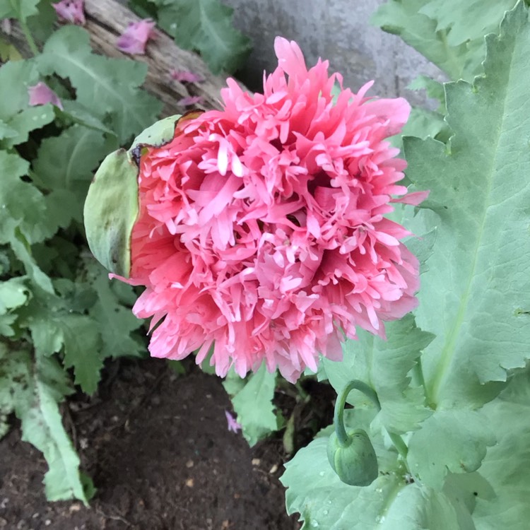plant image 1507194