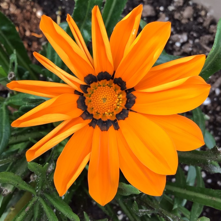 plant image 1511592 plant image 1511592