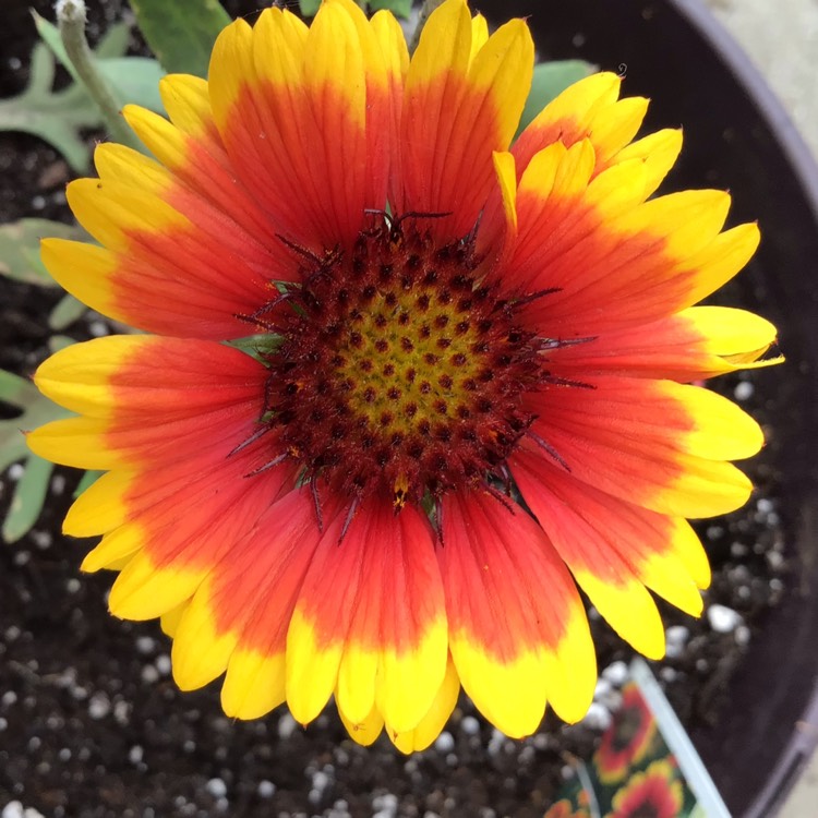 plant image 1512393 plant image 1512393
