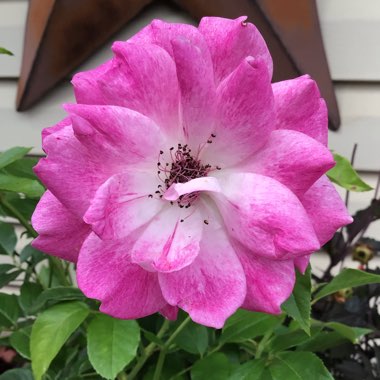 Rosa 'Probril' syn. Rosa 'Brilliant Pink Iceberg'