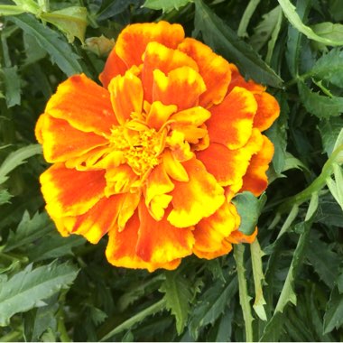 Tagetes patular 'Sparky Mixed'