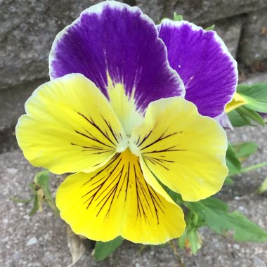 Viola arvensis