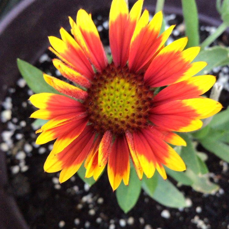 plant image 1516146 plant image 1516146