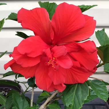 Hibiscus rosa-sinensis