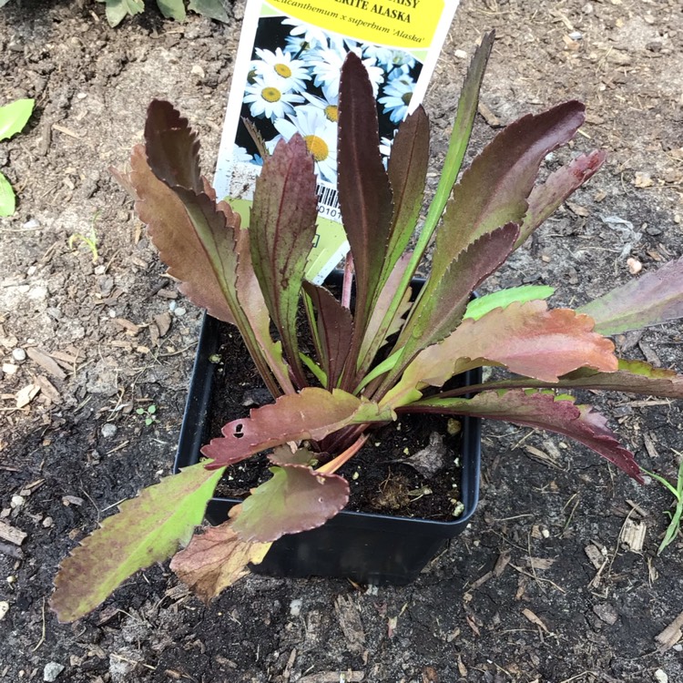 plant image 1518399
