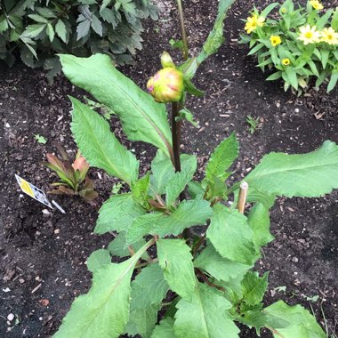 Dahlia (Border Varieties)