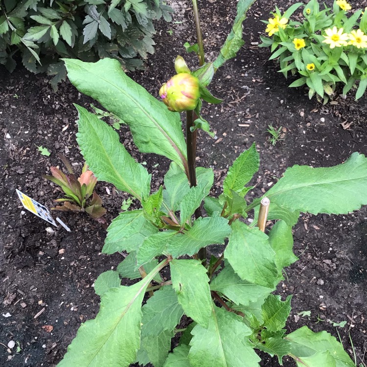 plant image 1521801