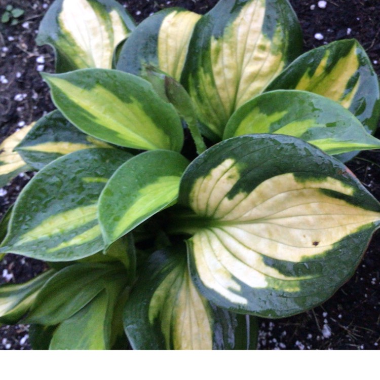 plant image 1523829