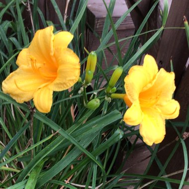 Hemerocallis 'Stella De Oro'