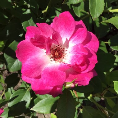 Rosa 'Probril' syn. Rosa 'Brilliant Pink Iceberg'