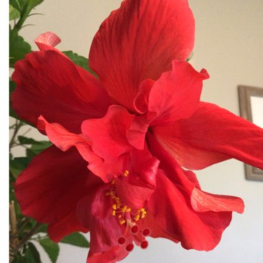Hibiscus rosa-sinensis
