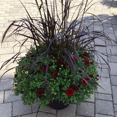 Chrysanthemum 'Meridian Red'