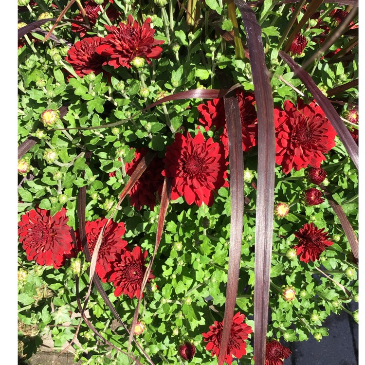 plant image 1530887