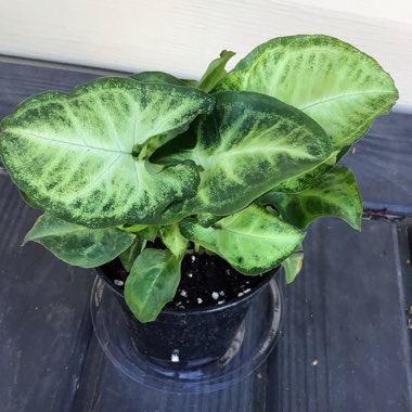 Syngonium podophyllum