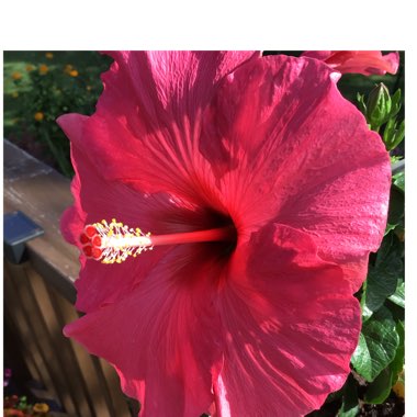 Hibiscus Rosa-Sinensis 'Hawaiian Punch'