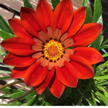 Gazania rigens 'Giant Bronze Striped'